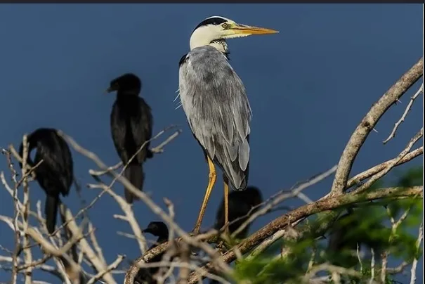Grey heron at Anawilundawa Bird Sanctuary Kalpitiya