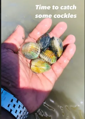 Fresh cockles caught in Kalpitiya lagoon shallows