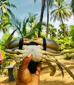 Crab hunting activity near Kalpitiya