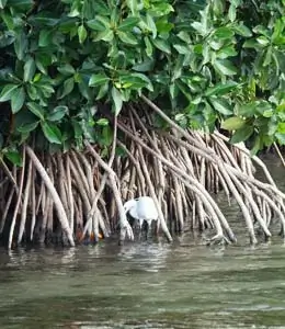 Mangrove exploration by boat in Kalpitiya lagoon