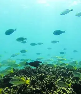 Snorkeling near Kalpitiya