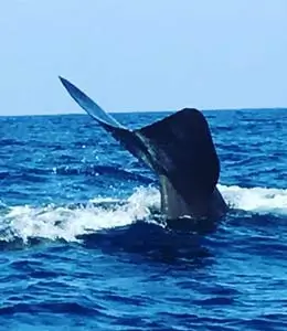 Whale watching trip near Kalpitiya