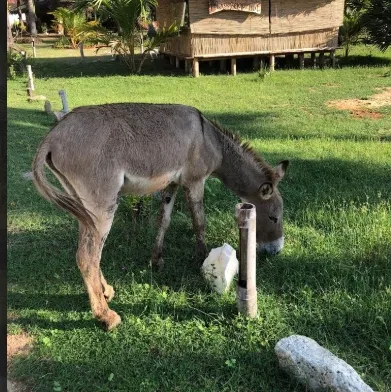 Wild donkey on Kalpitiya peninsula road