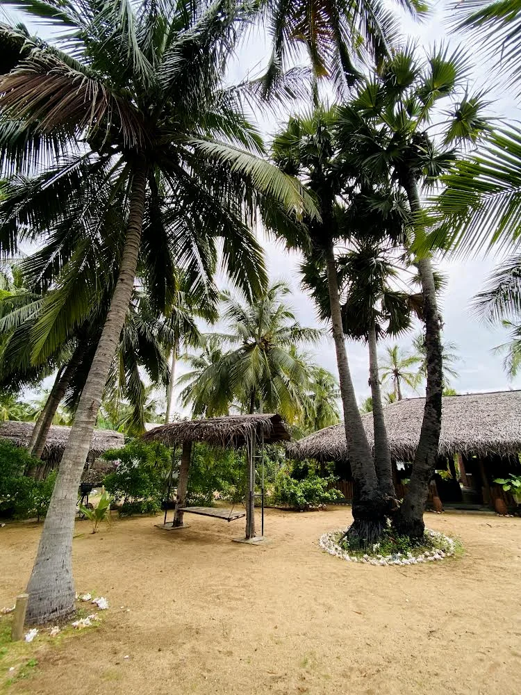 Coconut garden and tropical resort space at Valampuri